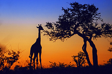 Giraffe (Giraffa camelopardalis) at sunset at Mashatu game reserve, Botswana, Africa