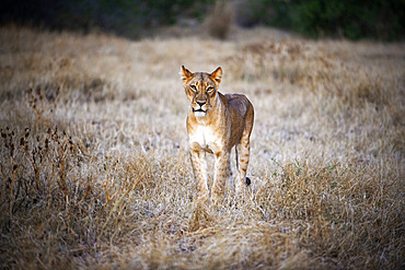 Lion (Panthera leo) at Mashatu game reserve, Botswana, Africa