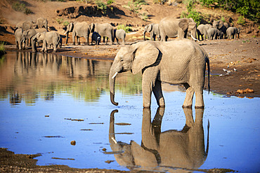 African elephant (Loxodonta africana) small group of elephants drinking at a waterhole in Mashatu game reserve, Botswana, Africa