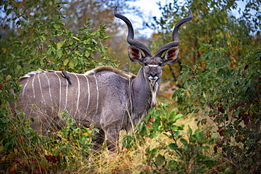 Greater kudu (Tragelaphus strepsiceros) in Mala Mala Game Reserve Sabi Sand Park Kruger South Africa, Africa