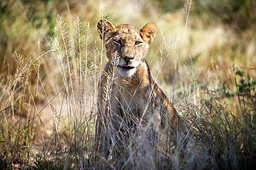 Lion (Panthera leo) at Mala Mala Game Reserve Sabi Sand Park Kruger South Africa, Africa