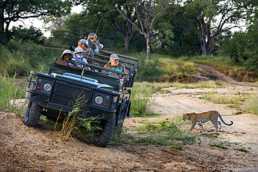 Safari car vehicle and Leopard (Panthera pardus) in Mala Mala Game Reserve Sabi Sand Park Kruger South Africa, Africa