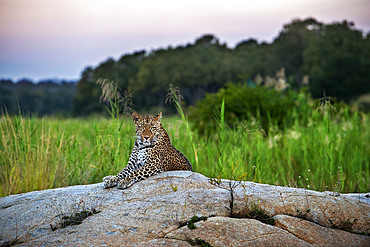 Leopard (Panthera pardus) in Mala Mala Game Reserve Sabi Sand Park Kruger South Africa, Africa