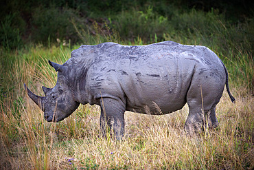 Female white rhino at Mala Mala Game Reserve Sabi Sand Park Kruger South Africa, Africa