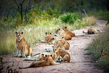 Lions (Panthera leo) at Mala Mala Game Reserve Sabi Sand Park Kruger South Africa, Africa