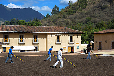 Workers in Filadelfia coffee estate, R. Dalton Coffee Company, Antigua, Guatemala