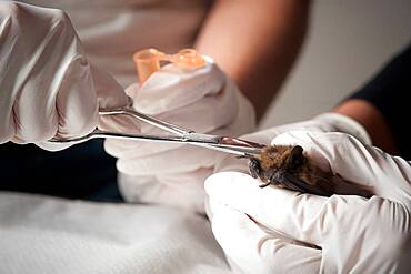 Scientist examining a bat in a wildlife lab