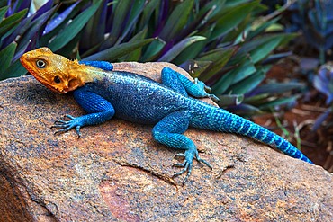 Brightly coloured Rock Agama lizard basking on a rock by a Tsavo National Park game near Voi in Southern Kenya