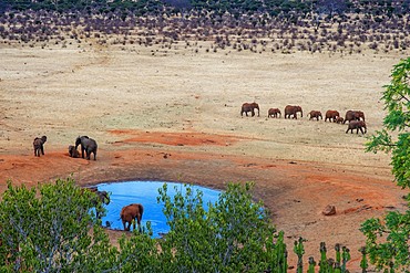 Elephants covered in red dust blocks a track in Kenya s Tsavo National Park