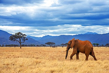 An elephant covered in red dust blocks a track in Kenya s Tsavo National Park