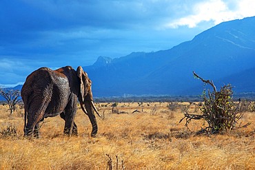 An elephant covered in red dust blocks a track in Kenya s Tsavo National Park