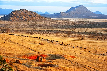 Migration of a group portrait of African buffalos Syncerus caffer, Tsavo, Kenya