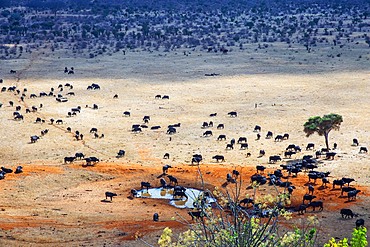 Migration of a group portrait of African buffalos Syncerus caffer herd drinking in front of Voi lodge, aerial view, Tsavo East National Park, Kenya