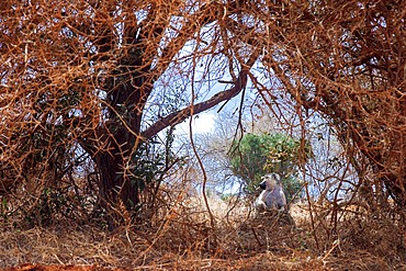 Vervet monkey Chlorocebus pygerythrus sitting on bare earth in Tsavo National Park Kenya