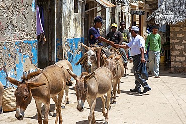 Men riding donkeys on the main street of Lamu town in Lamu Island, Kenya.