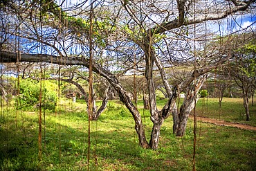 Green area near to the mosque at Takwa on Manda Island near Lamu Kenya