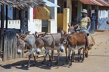 Man riding donkeys on the main street of Lamu town in Lamu Island, Kenya.