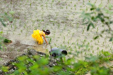 A young Chinese girl wearing a princess dress helps her father plant rice in a rice paddy in China.