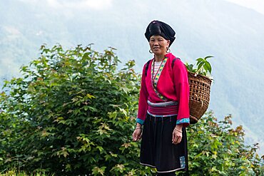 A woman of the Red Yao ethnic minority carries a basket of flowers in the Ping'an rice terraces, China.