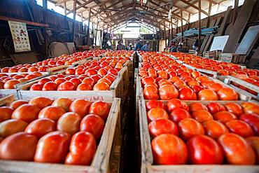 Crates of sorted tomatoes on tomato farm in Rancagua, Chile