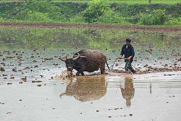 A farmer plows a flooded rice paddy with a water buffalo in China.