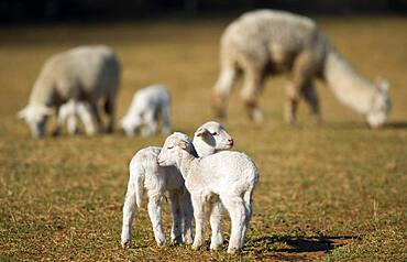 Lambs embrace in pasture on farm