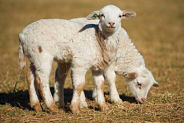 Lambs in pasture on farm