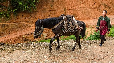 A Chinese farmer walks with his horse up to the Jinkeng rice terraces to work. Longshen, China.