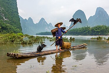 An elderly cormorant fisherman with cormorants perched on a bamboo pole on the Li River. Xingping, China.