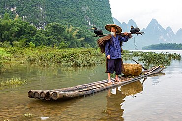 An elderly cormorant fisherman with cormorants perched on a bamboo pole on the Li River. Xingping, China.