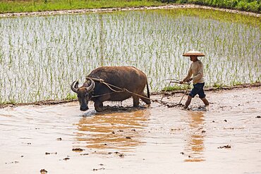 A farmer plows a flooded rice paddy with a water buffalo in China.