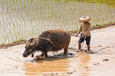 A farmer plows a flooded rice paddy with a water buffalo in China.