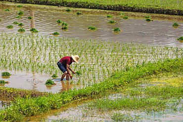 A farmer plants rice in a flooded rice paddy in China.