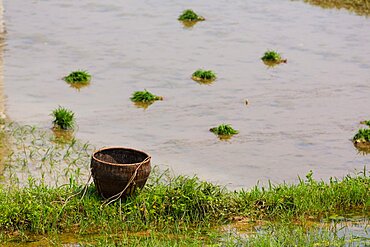 A wicker basket by a flooded rice paddy with bundles of new rice plants to be planted in Hunan, China.