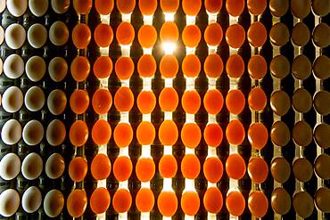 Eggs sorted on a conventional production commercial egg farm