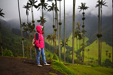 The Cocora Valley (Spanish: Valle de Cocora) is a valley in the department of Quindio, just outside the pretty little town of Salento, in the country of Colombia,