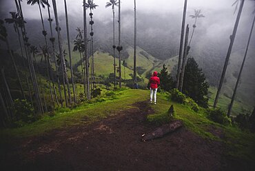 The Cocora Valley (Spanish: Valle de Cocora) is a valley in the department of Quindio, just outside the pretty little town of Salento, in the country of Colombia,