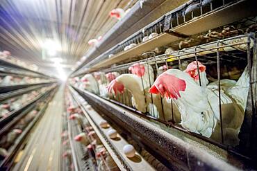 Chickens in cages at a conventional production commercial, egg farm