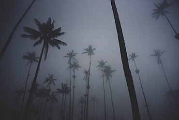 The Cocora Valley (Spanish: Valle de Cocora) is a valley in the department of Quindio, just outside the pretty little town of Salento, in the country of Colombia,