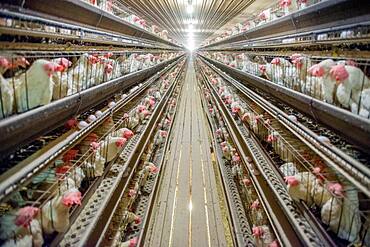 Chickens in cages at a conventional production commercial, egg farm