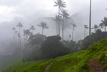 The Cocora Valley (Spanish: Valle de Cocora) is a valley in the department of Quindio, just outside the pretty little town of Salento, in the country of Colombia,