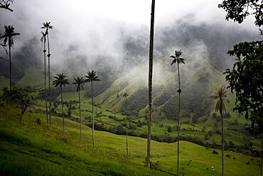 The Cocora Valley (Spanish: Valle de Cocora) is a valley in the department of Quindio, just outside the pretty little town of Salento, in the country of Colombia,