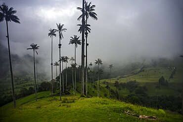 The Cocora Valley (Spanish: Valle de Cocora) is a valley in the department of Quindio, just outside the pretty little town of Salento, in the country of Colombia,