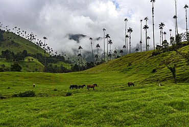 The Cocora Valley (Spanish: Valle de Cocora) is a valley in the department of Quindio, just outside the pretty little town of Salento, in the country of Colombia,