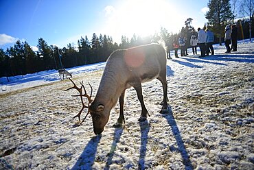 In the Reindeer farm of Tuula Airamo, a S?mi descendant, by Muttus Lake. Inari, Lapland, Finland