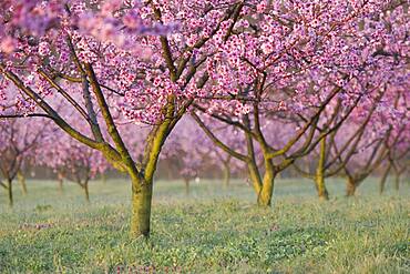 Peach trees in blossom