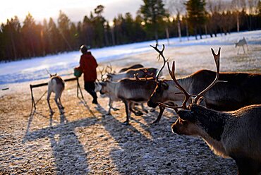 In the Reindeer farm of Tuula Airamo, a S?mi descendant, by Muttus Lake. Inari, Lapland, Finland