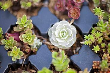 Hen and chick plants