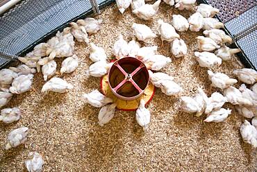 Baby Chicks Feeding