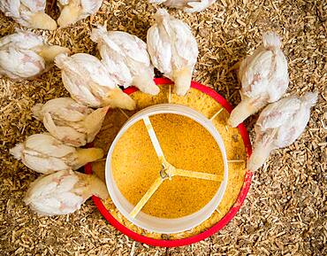 Baby Chicks Feeding